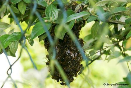 izab_DSC05914d.jpg - Un essaim d'abeilles est venu s'installer dans la haie de Cotoneaster